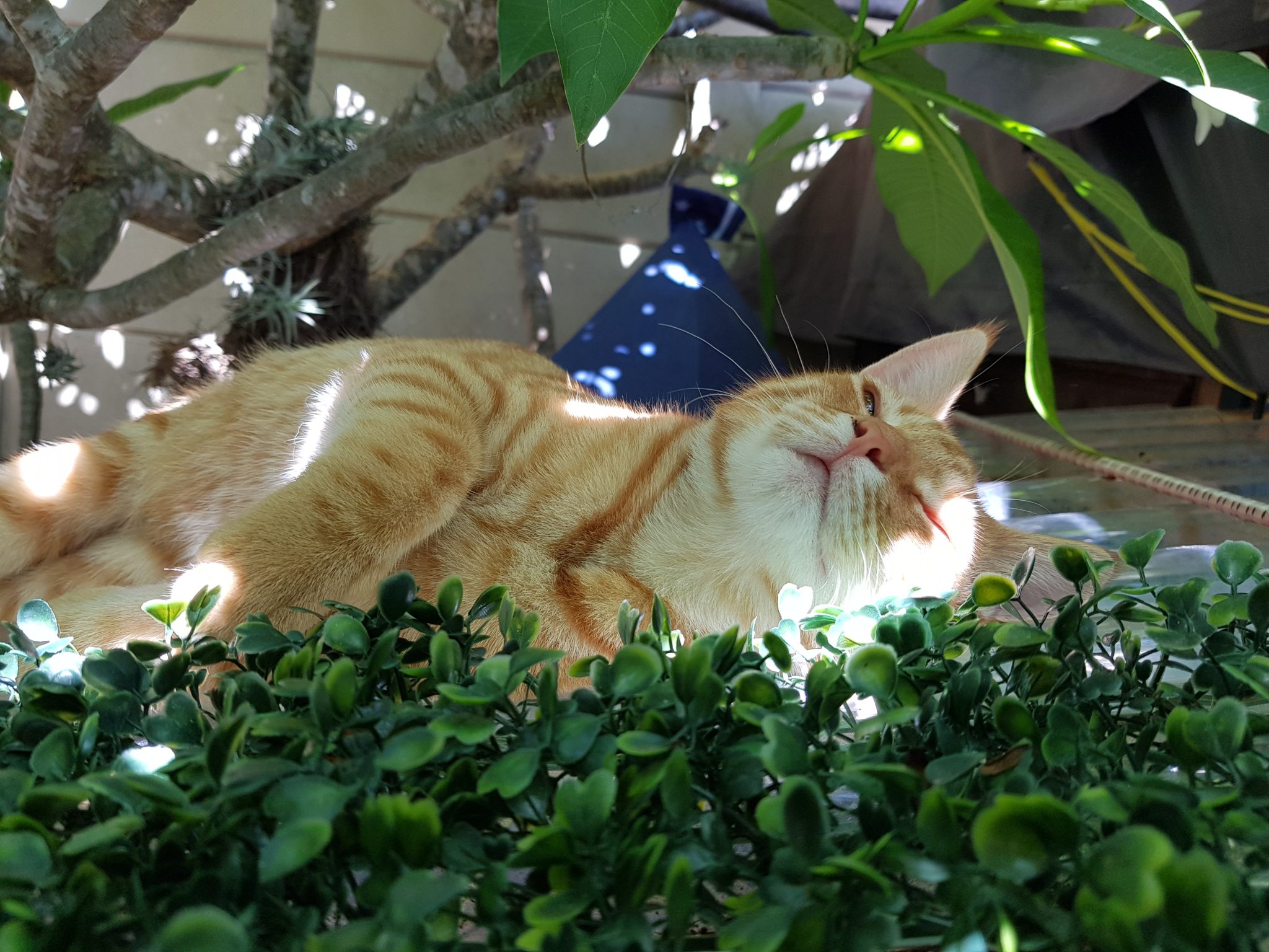 Cabana Chats Luxury Cat Hotel, Cape Town